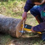 Figure 6. Measuring acoustic velocity of each log at the Hood Canal Seed Orchard.